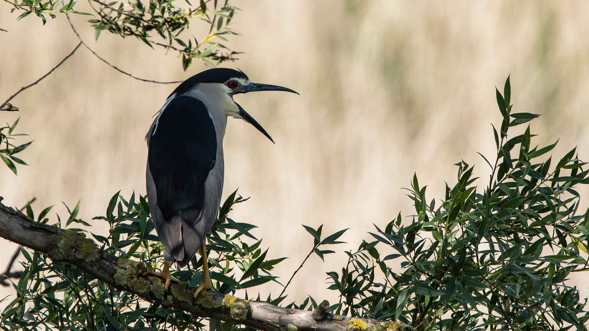 Black-crowned Night-Heron